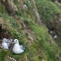 Shetland 256 copia